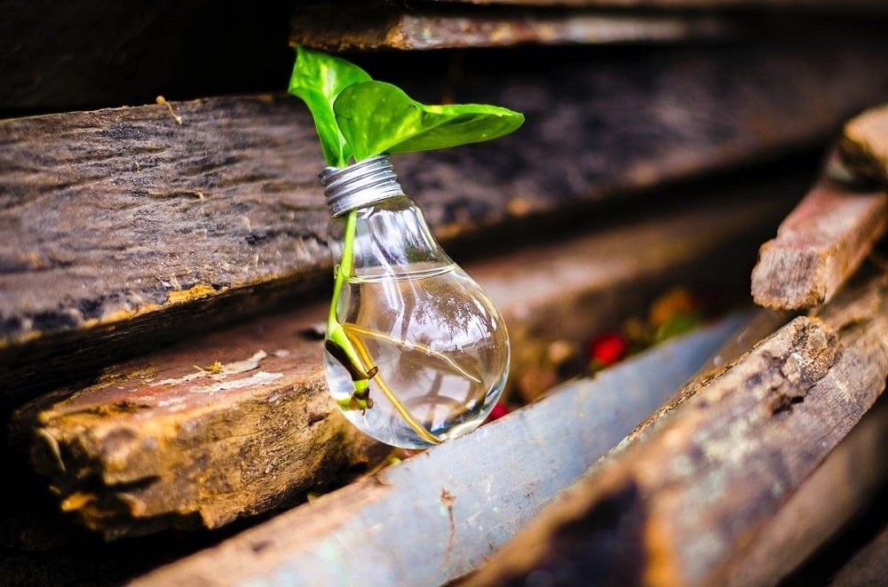a bulb with a plant inside represents diverse innovation methods